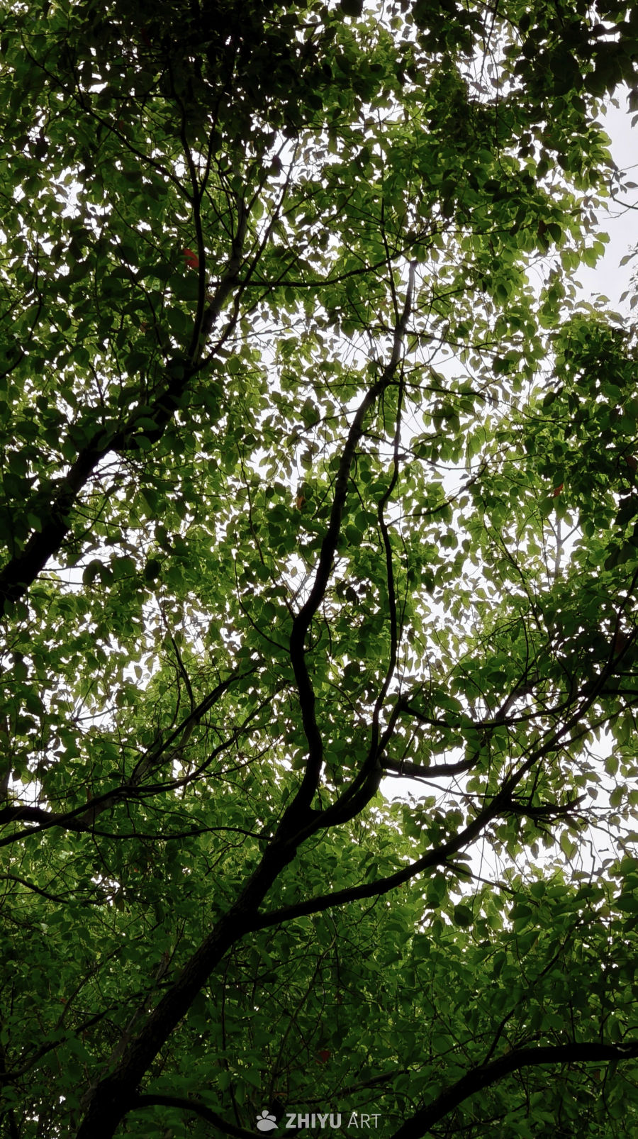 树冠下的宁静时光