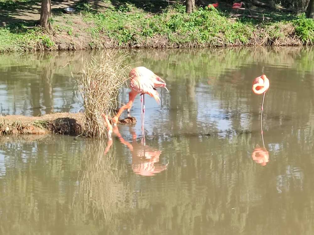 火烈鸟