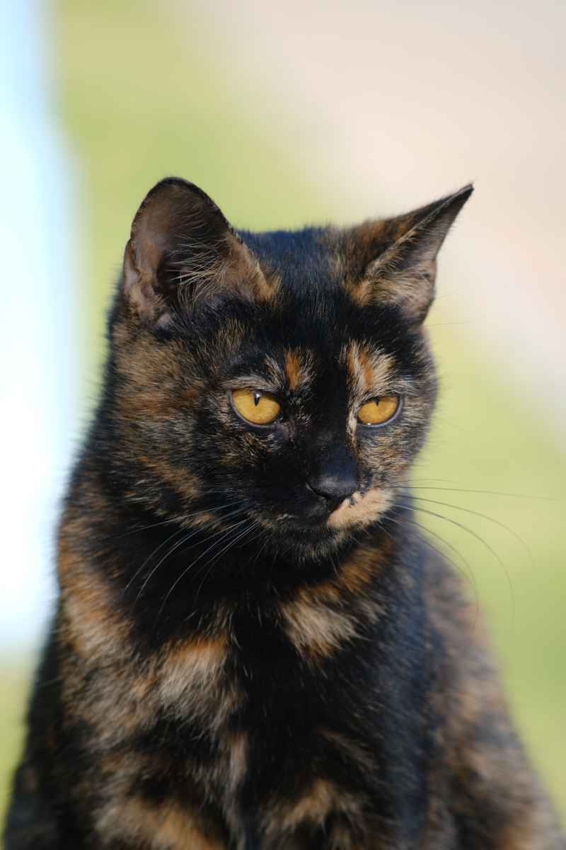 猫猫 3