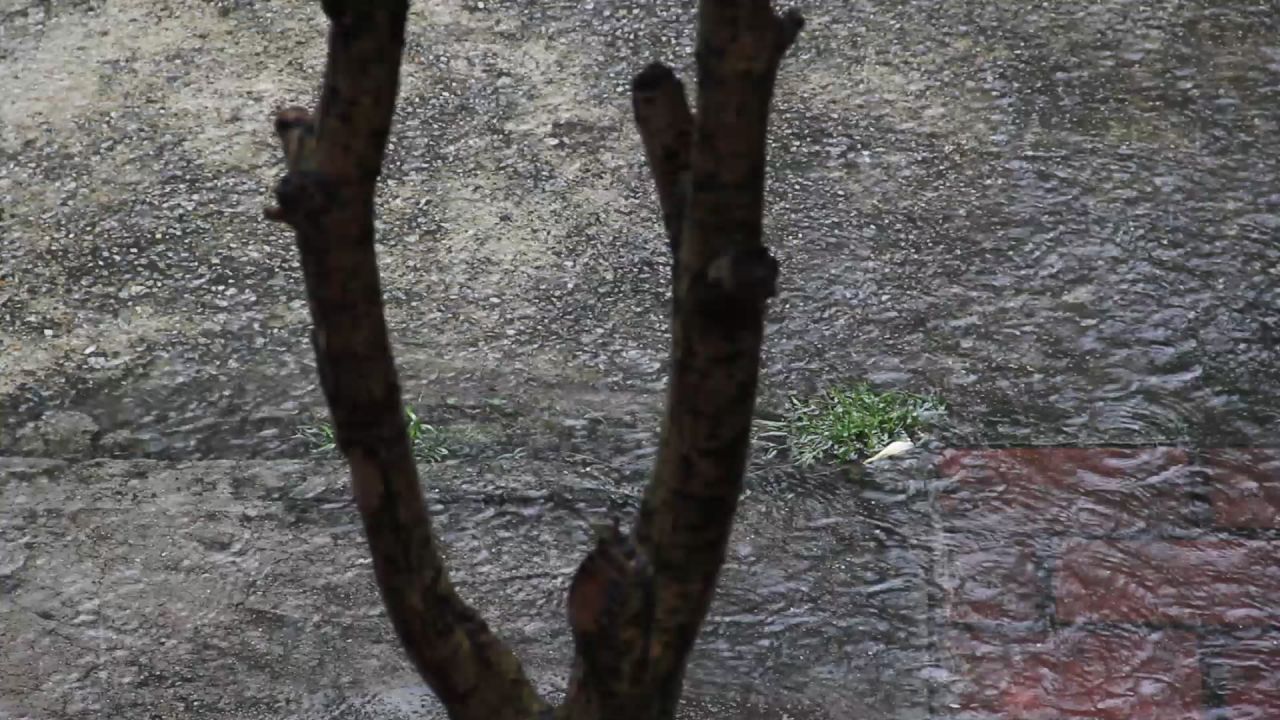 小院大雨2