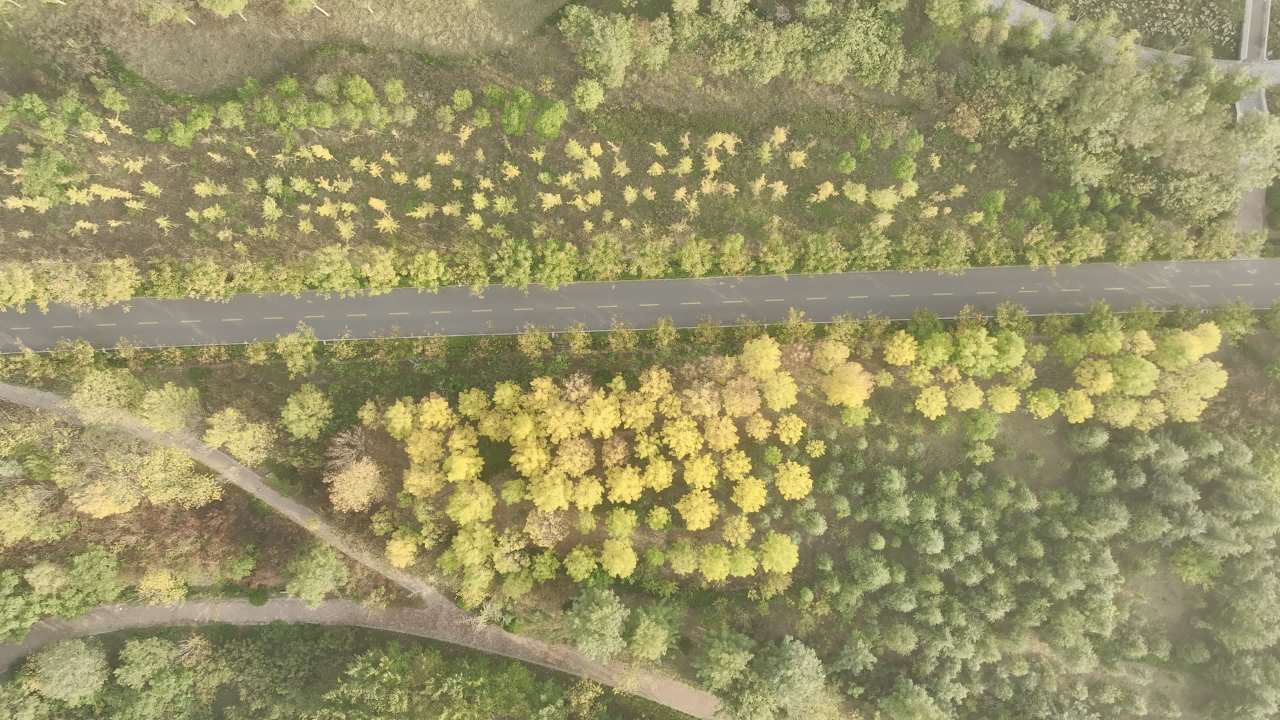 秋日森林中的小路