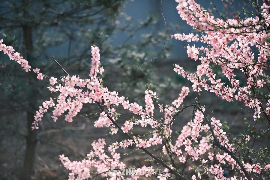 春天 7