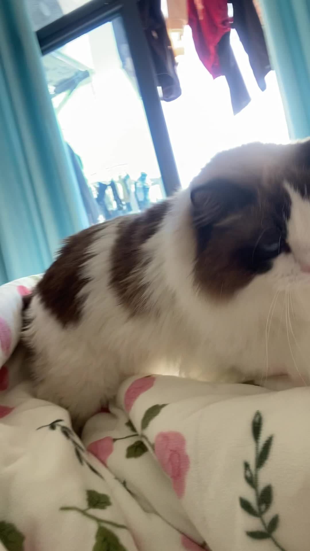 布偶猫