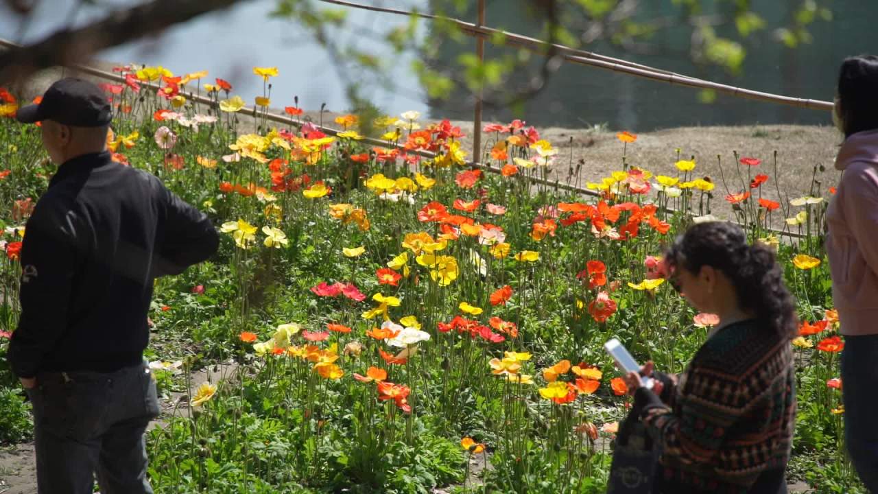 春花烂漫时 人从旁边过 9