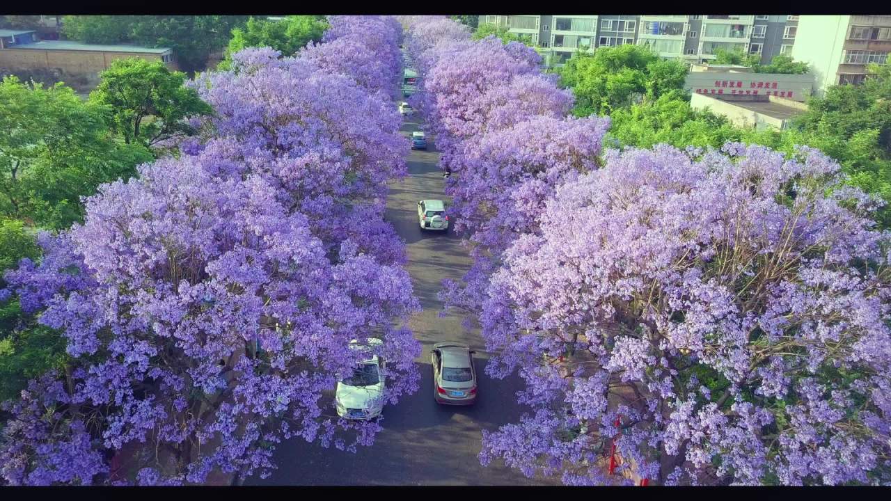紫树映城春