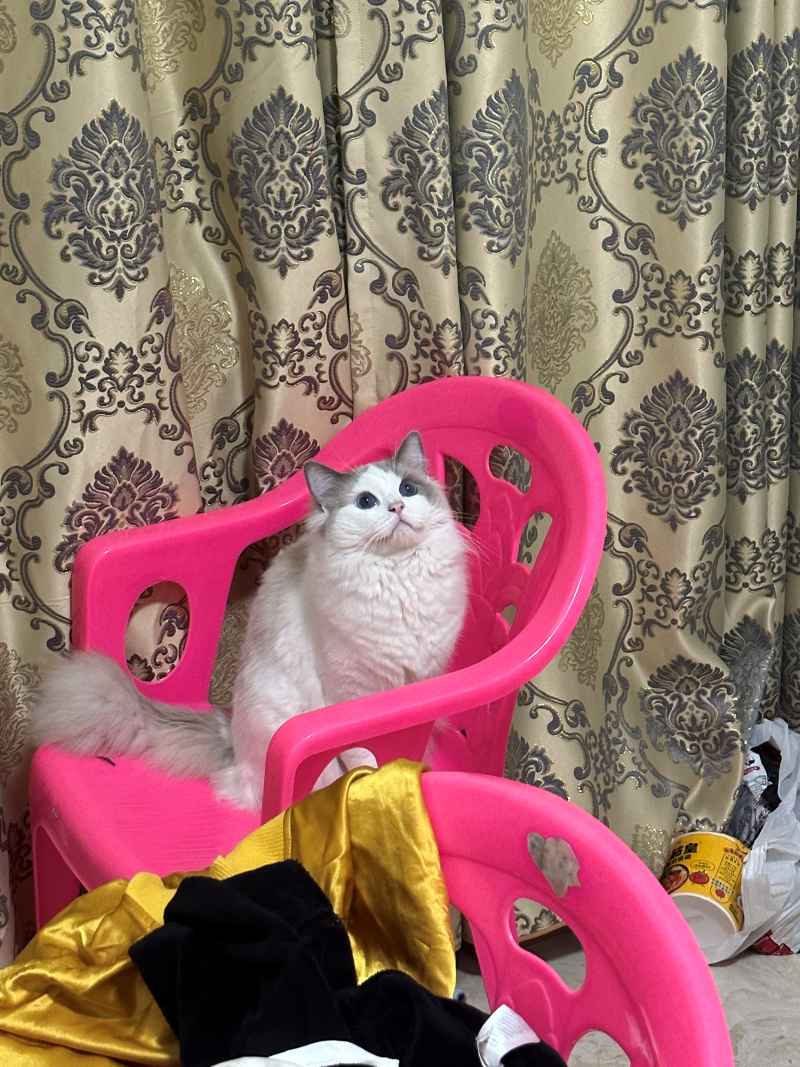 可爱的猫猫，谁能抗拒呢 23