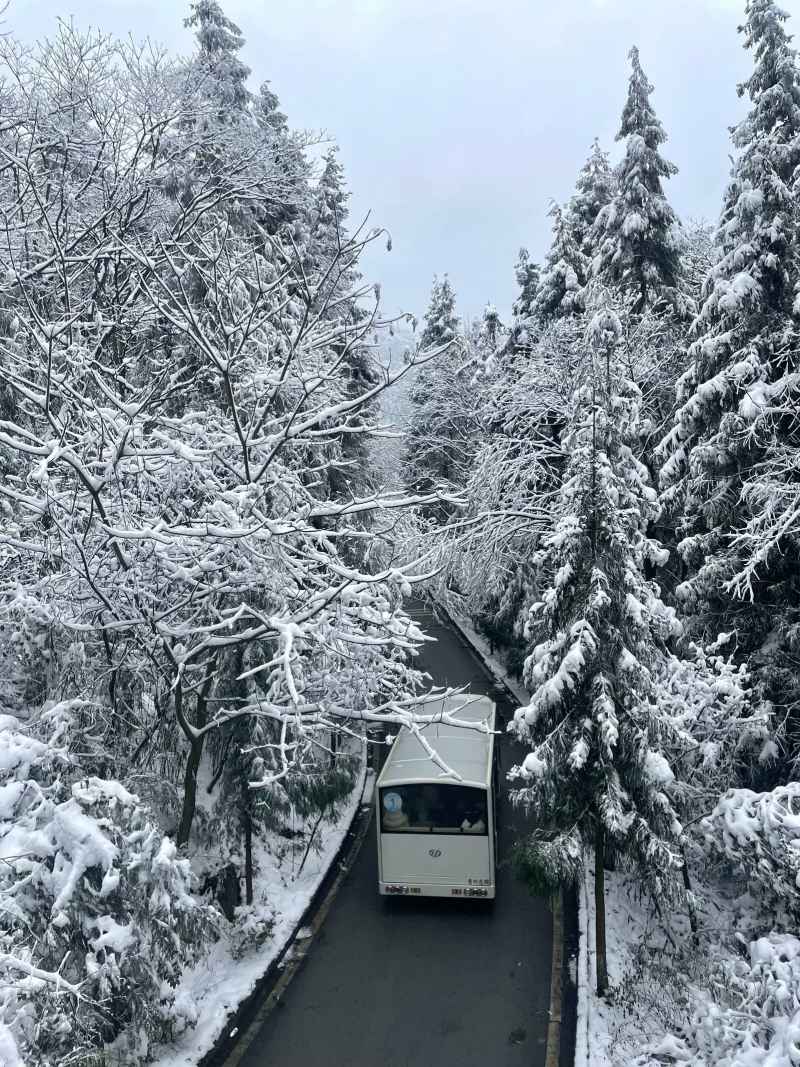 雪松