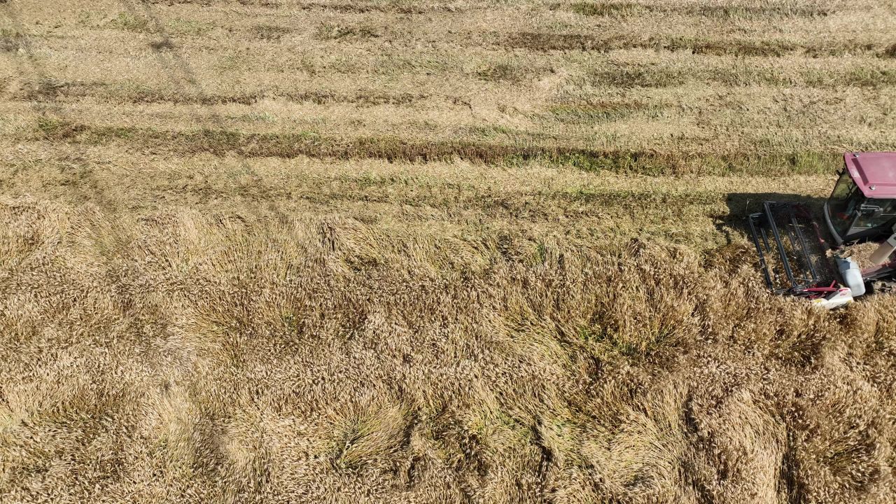 4K航拍昆山农业夏收 48