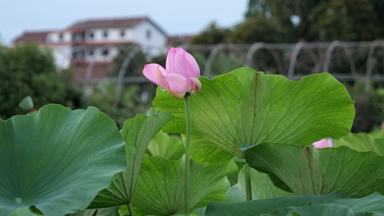 荷花 28