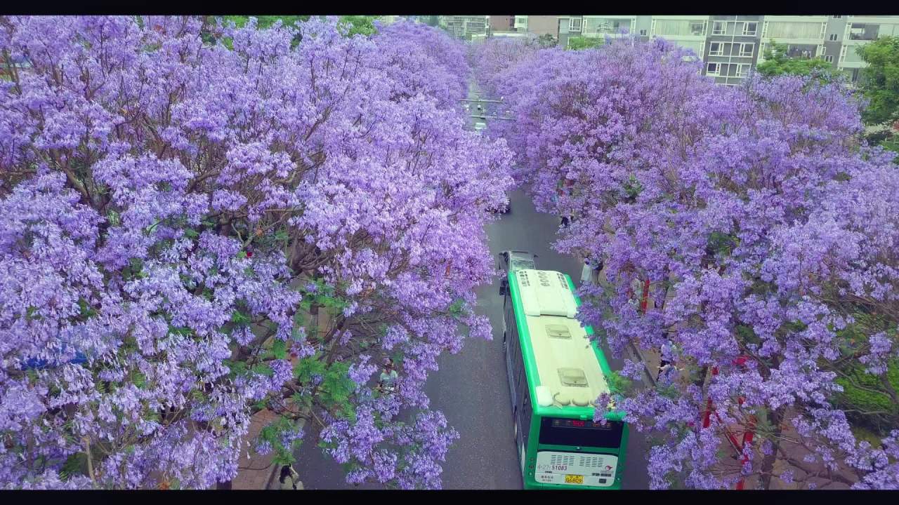 紫树下的公交行