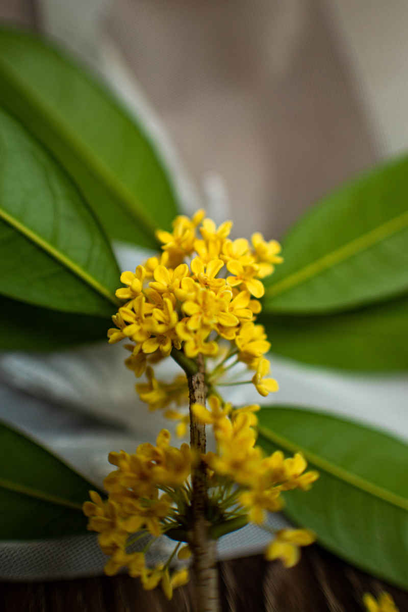 四川绵阳桂花、金桂特写 10