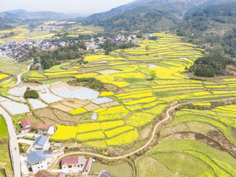 美丽乡村金黄油菜花盛开航拍摄影图 