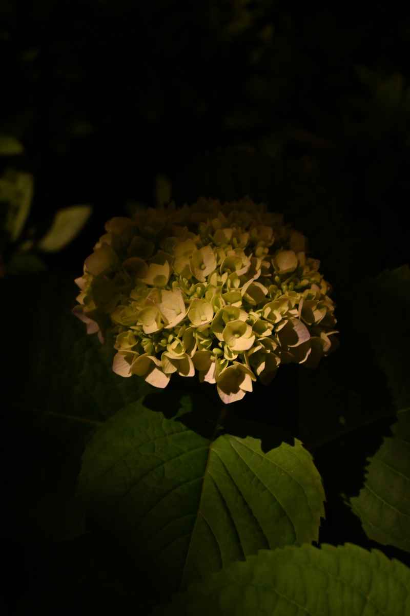 绣球花 15