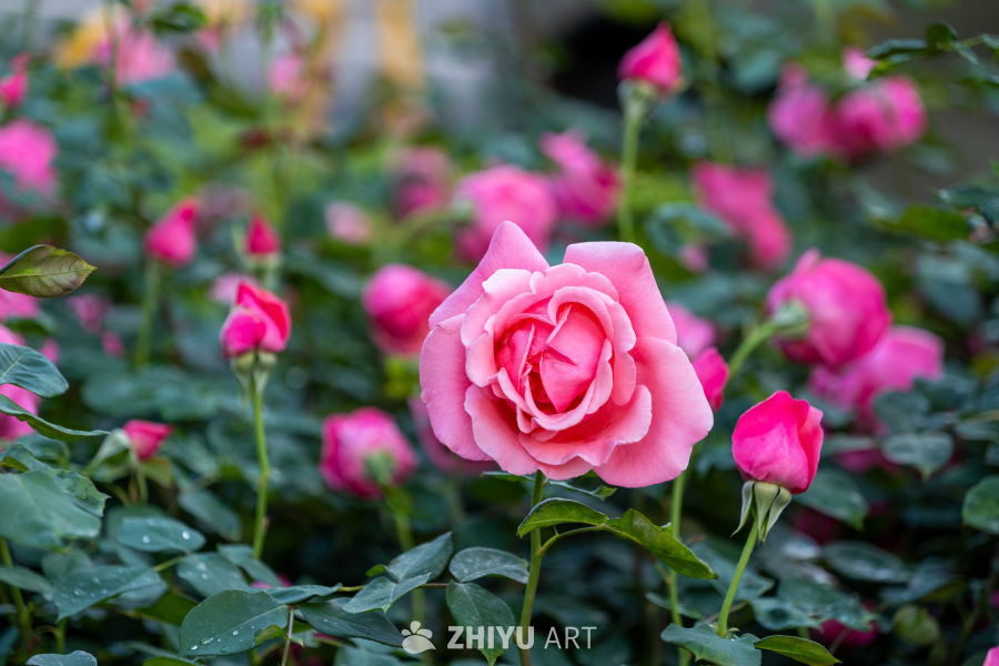 月季花 2