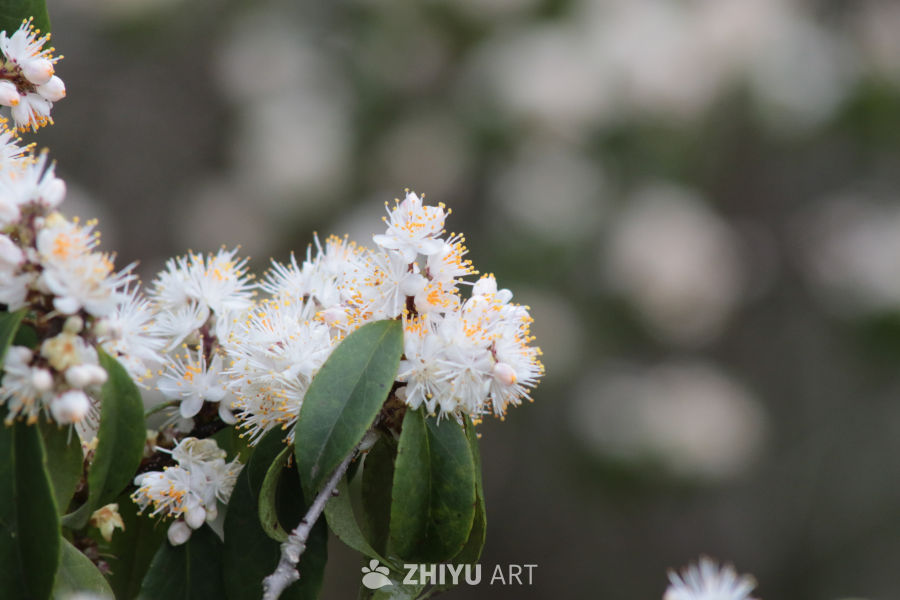 春日花语：白花绿叶的静谧之美