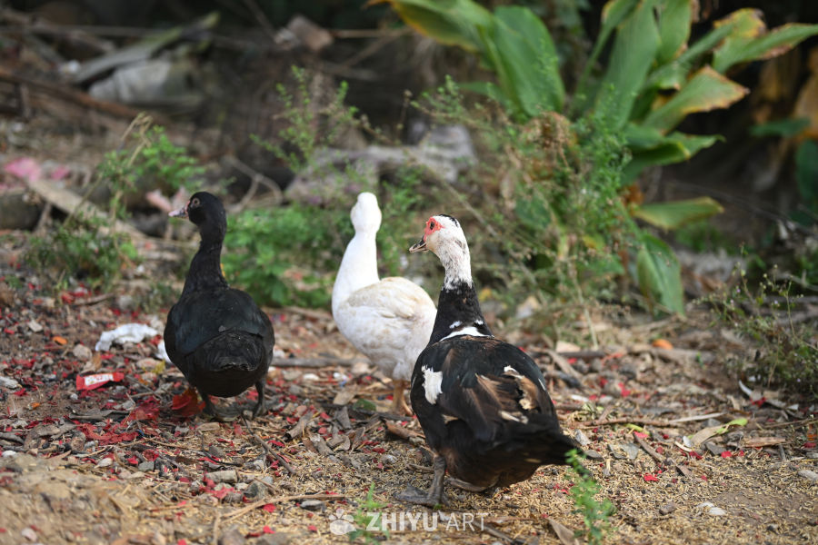 尼康ZR 照片拍摄原片样片 347