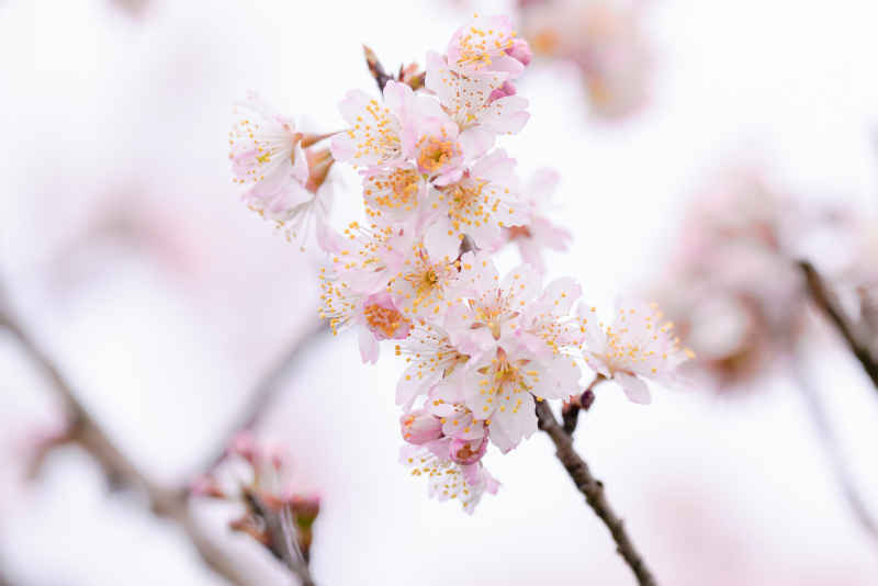 樱花季 11