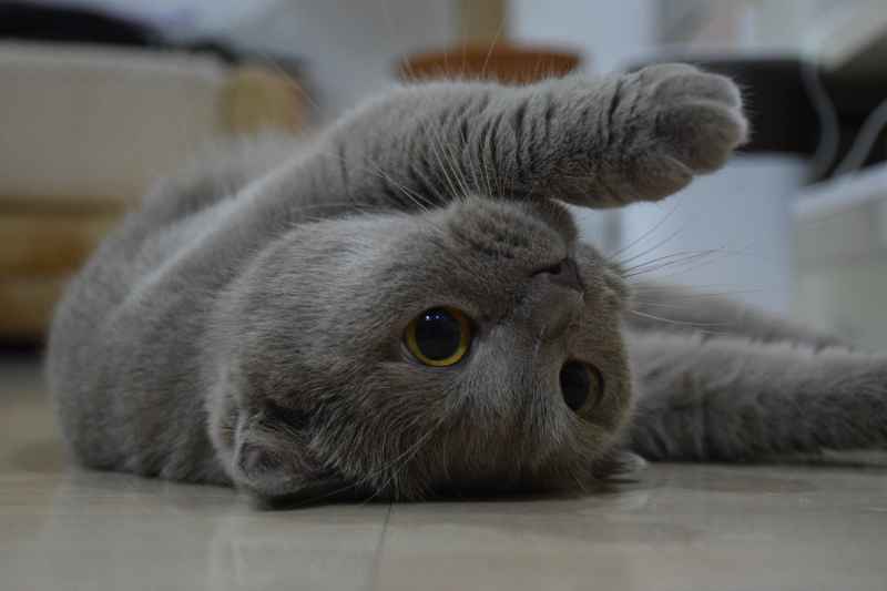 懒散的变色折耳猫