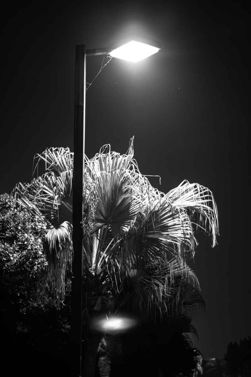 灯下棕榈树