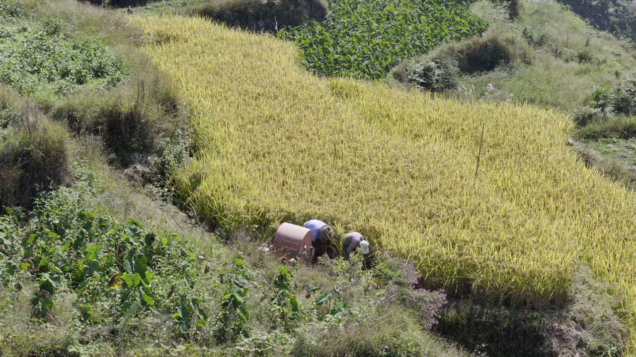 温州中雁荡山与梯田水稻 3