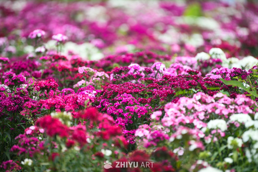 花海 2