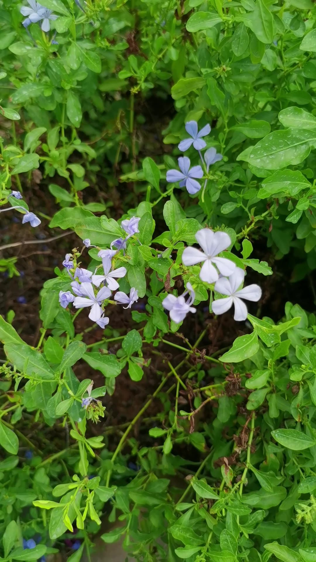 阳光下的花