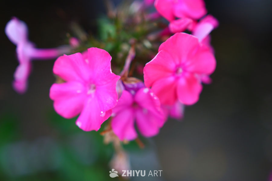 粉红花海的温柔时光