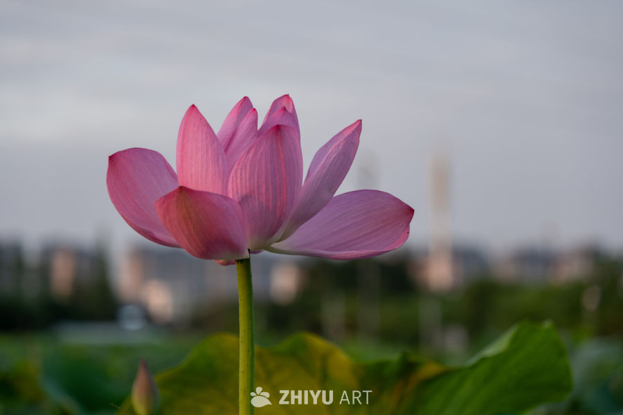 荷花 14