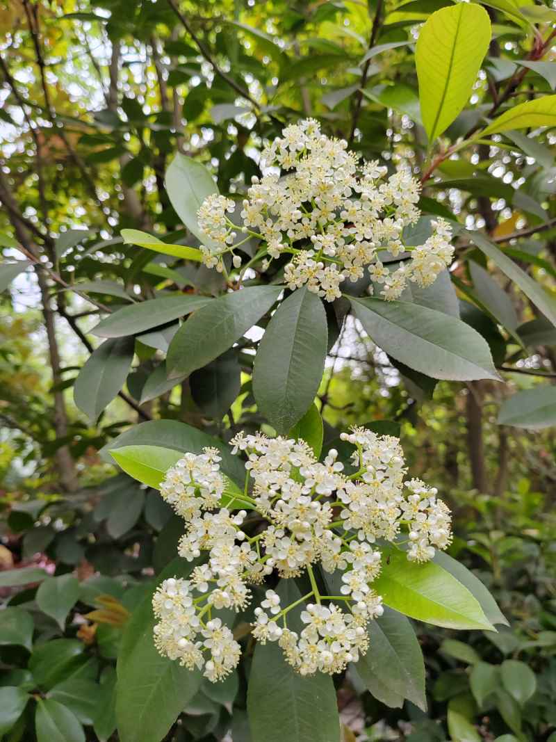 花花