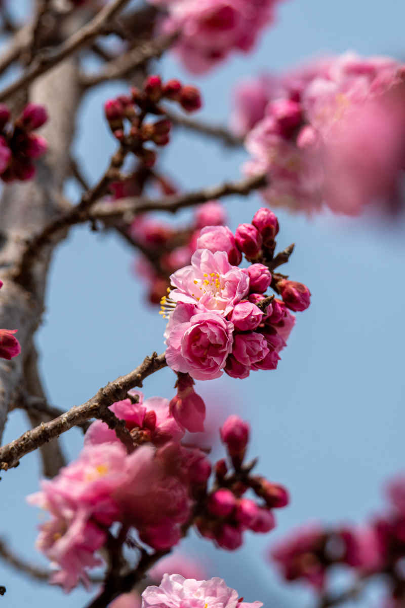 梅花