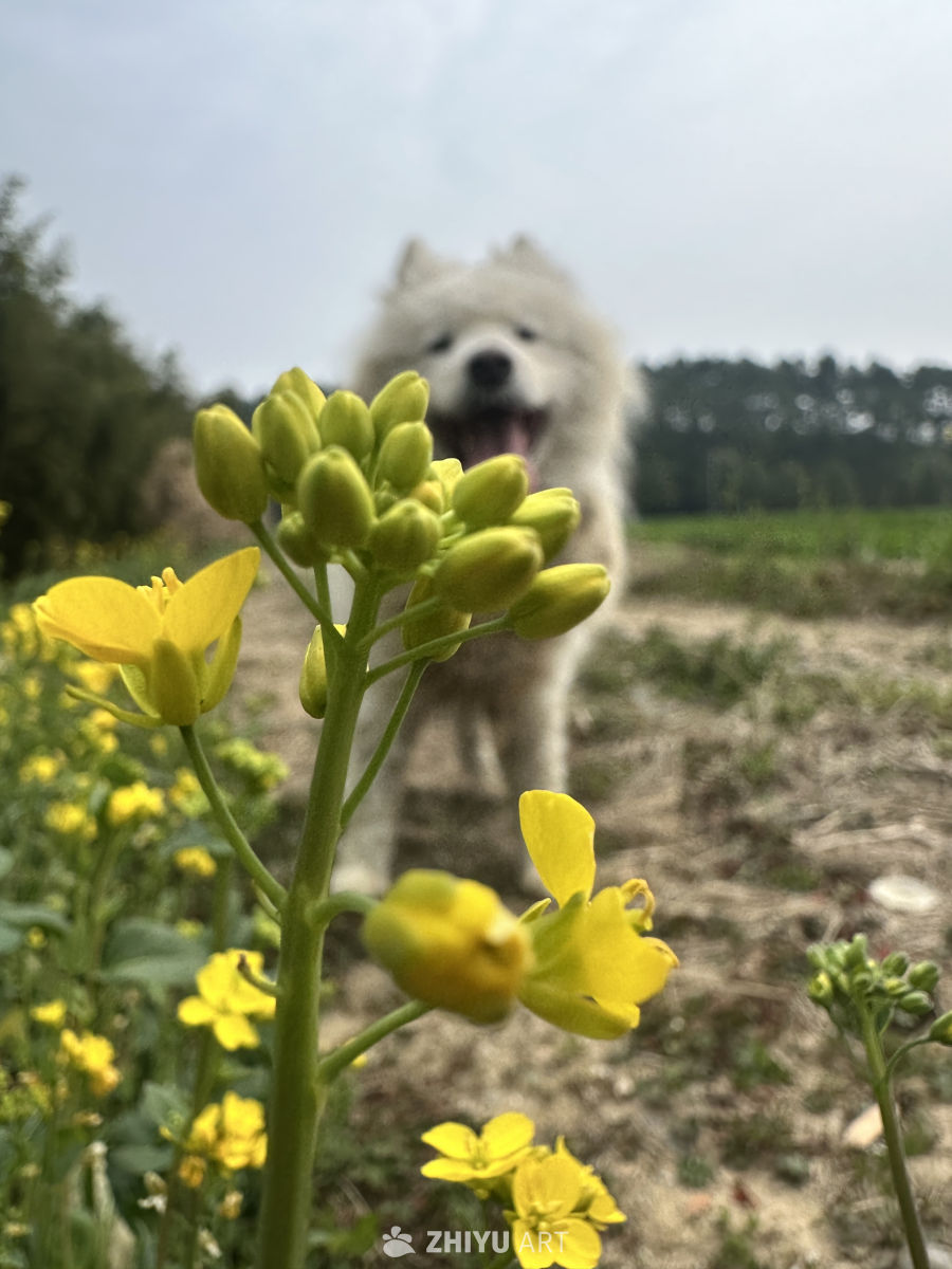 油菜花田里的微笑萨摩耶
