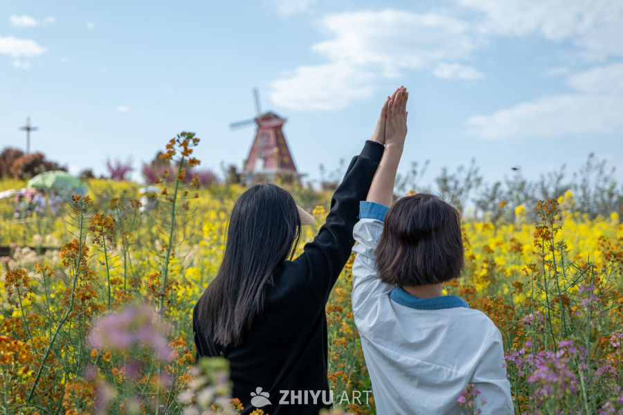 油菜花海 4