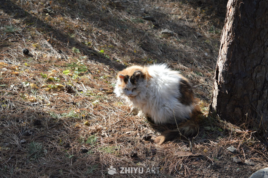 树下三色猫静憩图