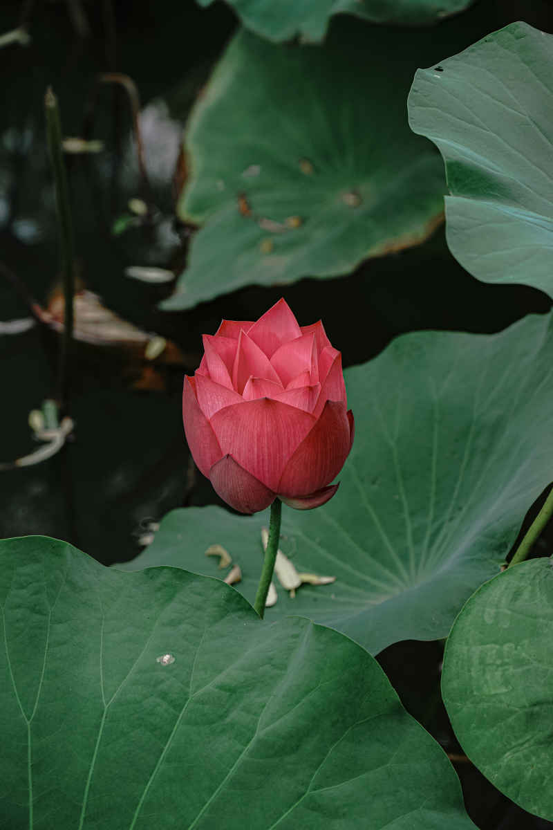 荷花