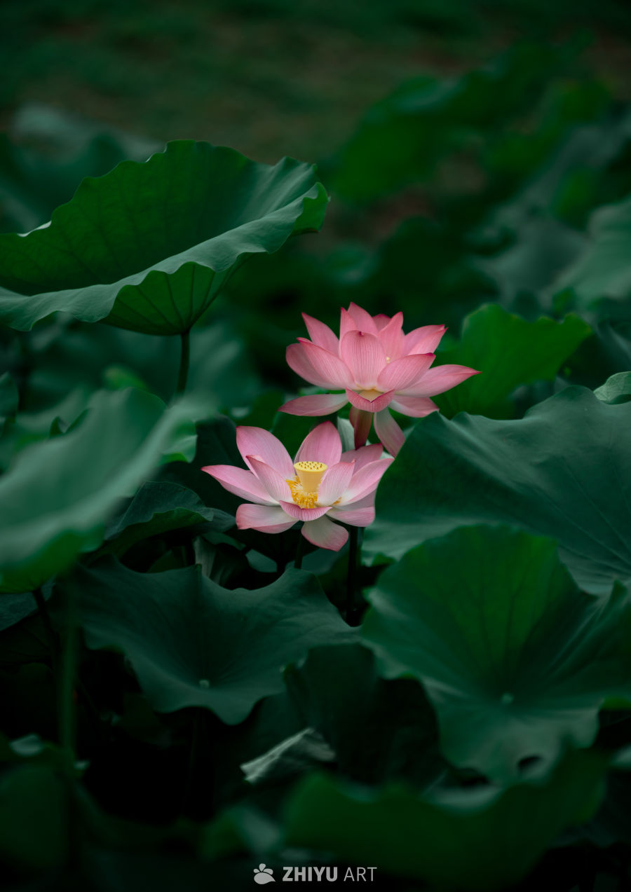 荷花 18