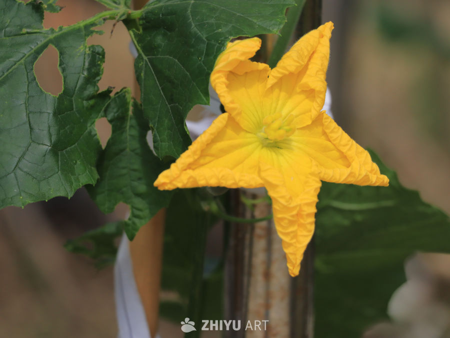 盛开的南瓜花