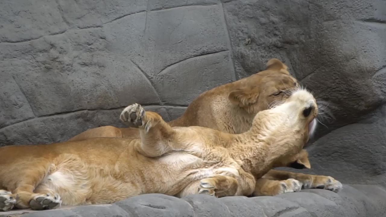 狮子舔毛皮护理