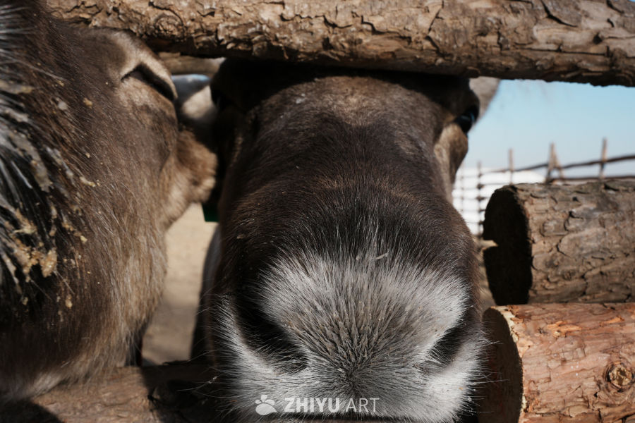 麋鹿特写：自然的宁静之美