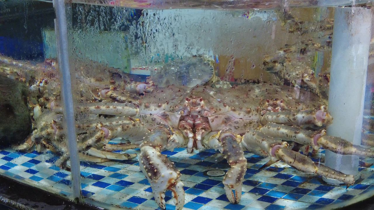 活体新鲜海鲜螃蟹龙虾帝王蟹石斑鱼乌龟实拍 