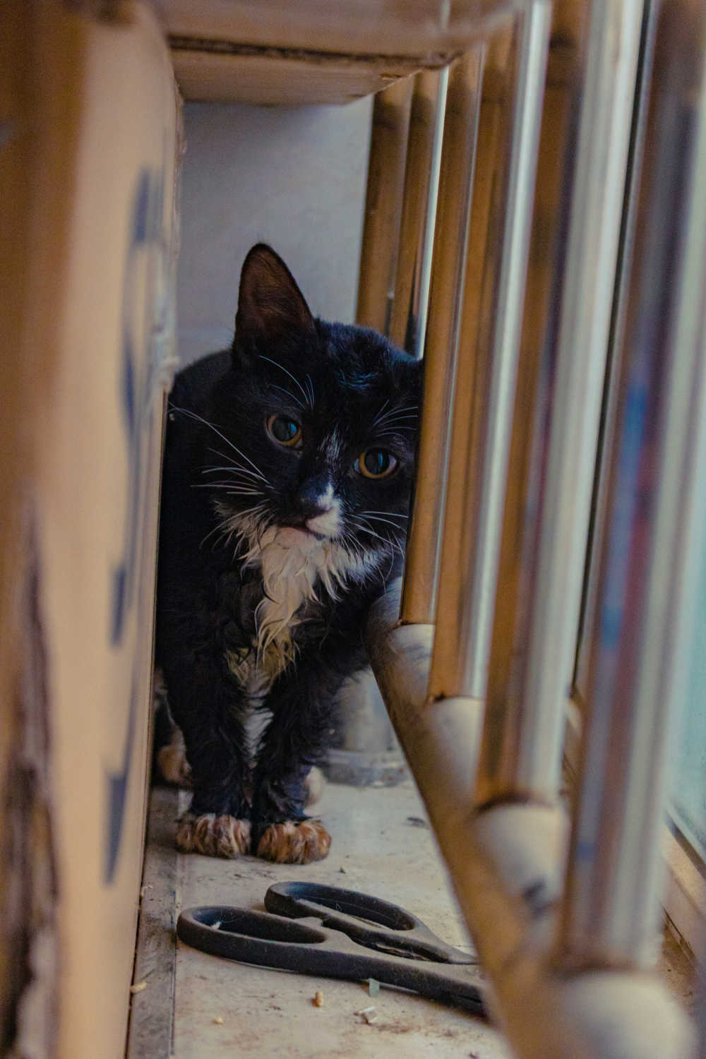 萌宠小黑猫