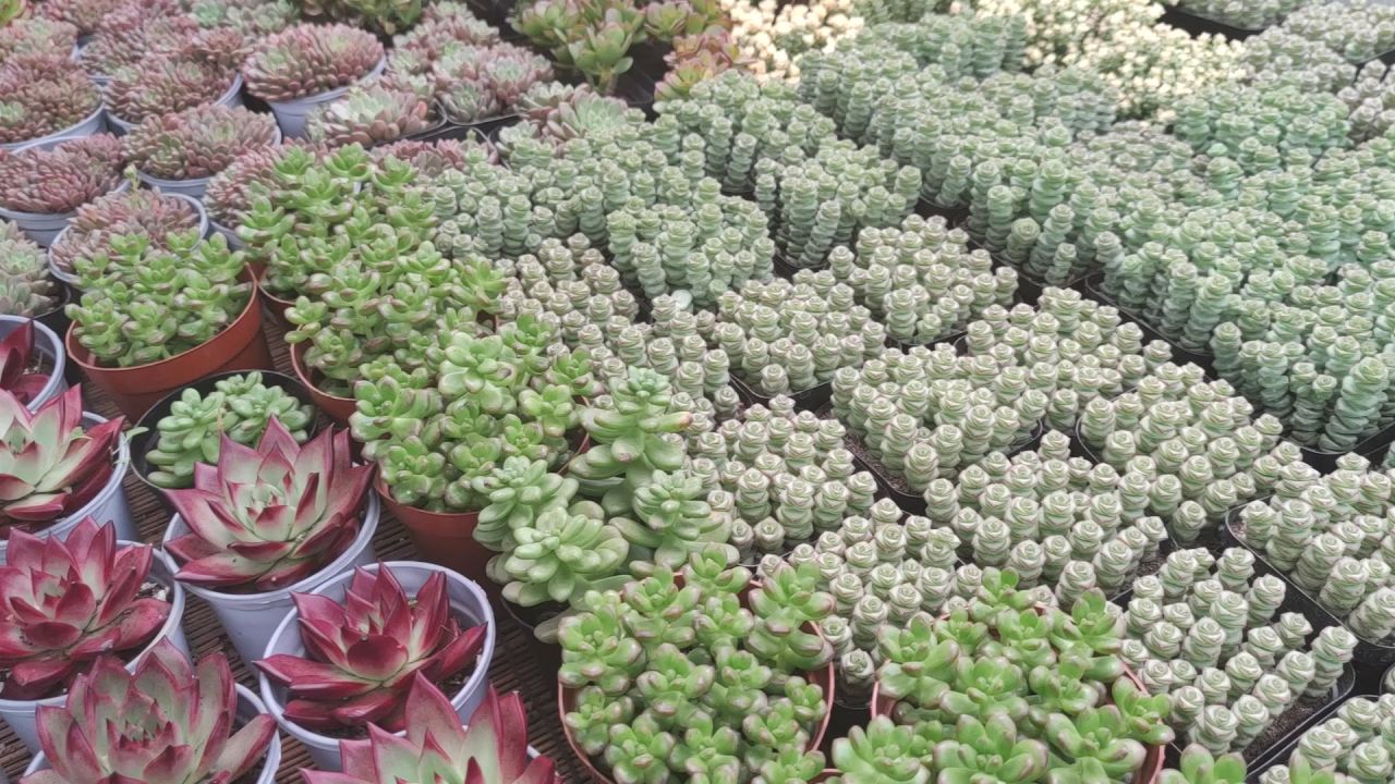 风景2