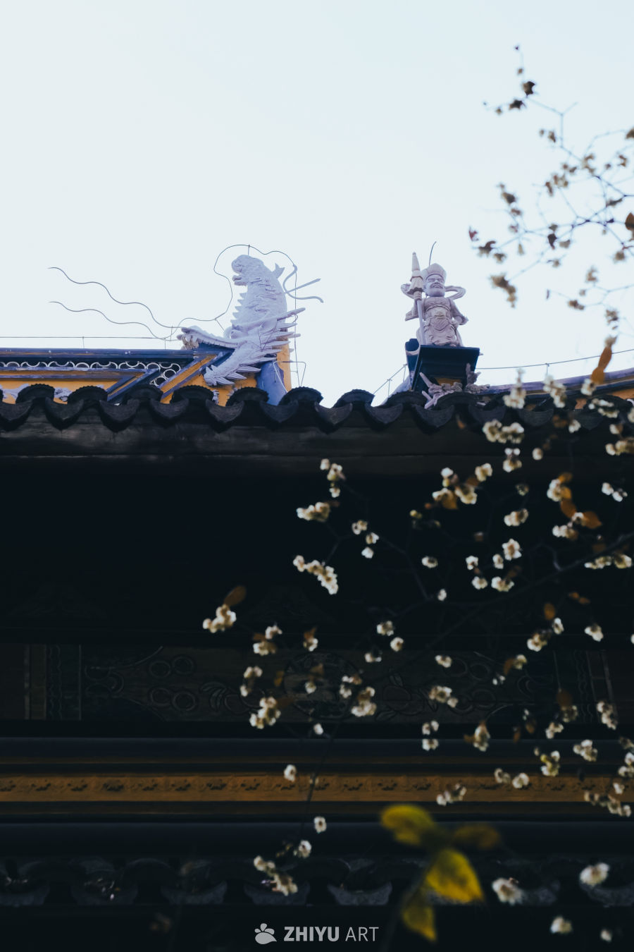 苏州西园寺的腊梅 16
