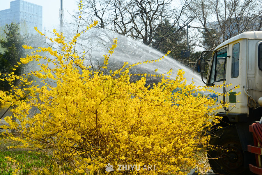 迎春花