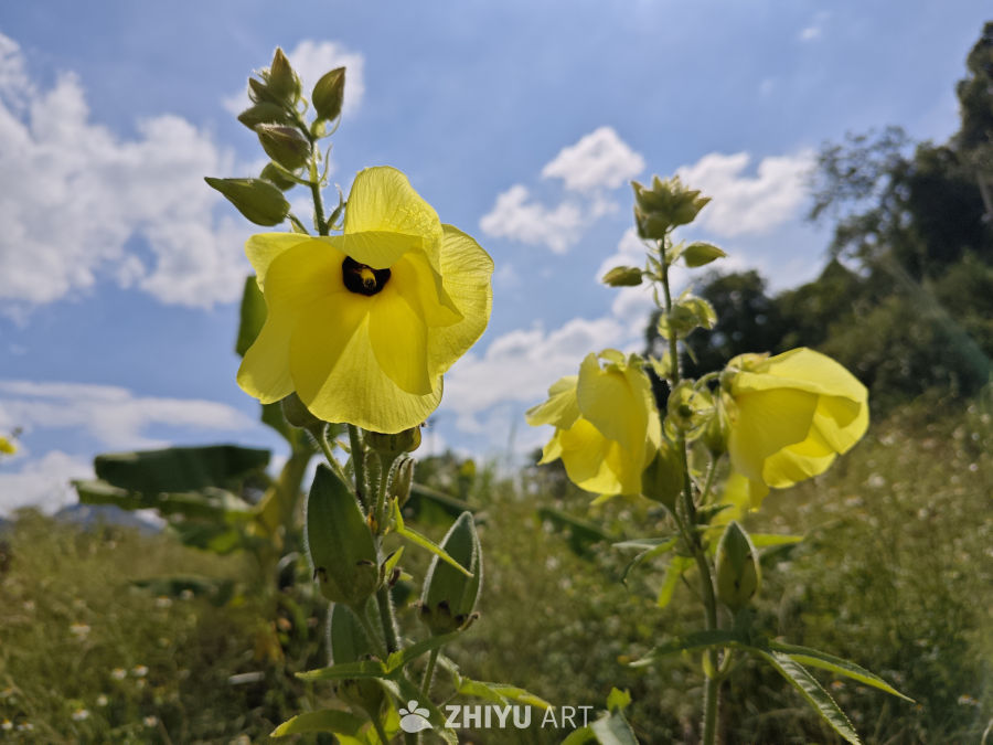 花 7