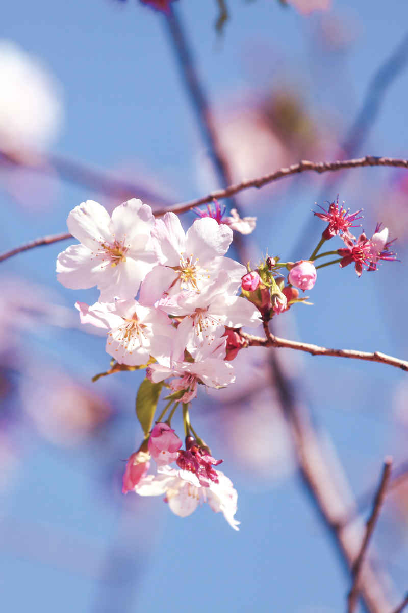 春·樱花祭 12
