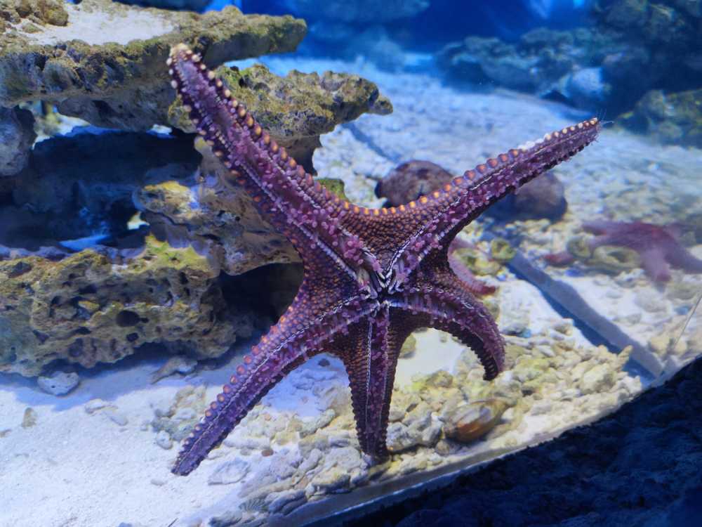海星贴玻璃钢