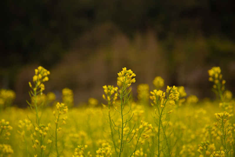 油菜花