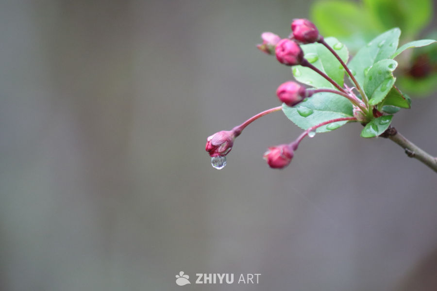 雨后花蕾的静谧之美