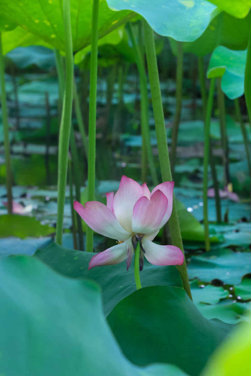 夏至荷花