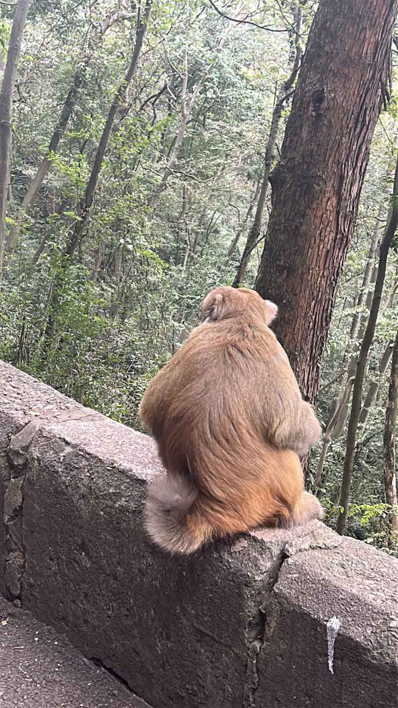 黔灵山之旅 3